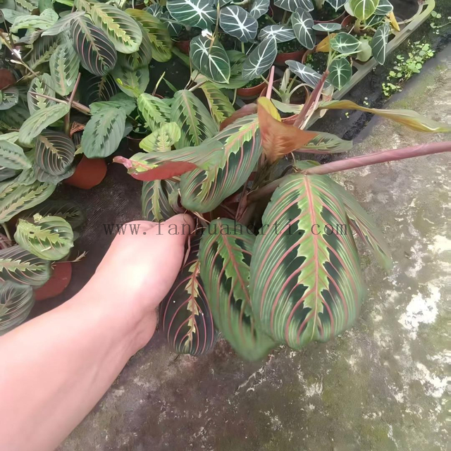 Erythroneura Maranta