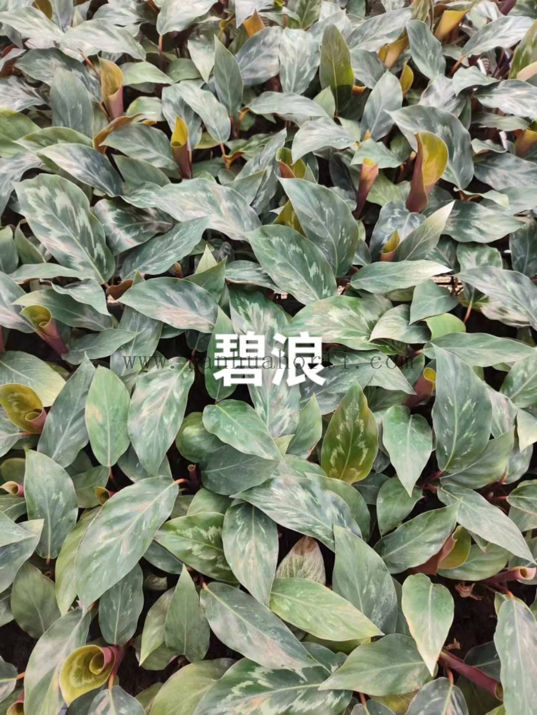 Helen Kennedy calathea