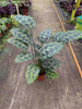 Helen Kennedy calathea