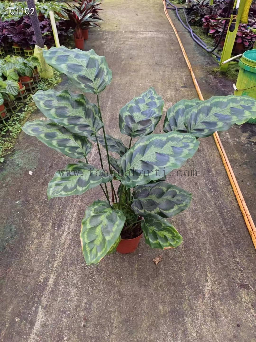 Helen Kennedy calathea