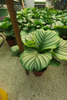 Orbifolia calathea