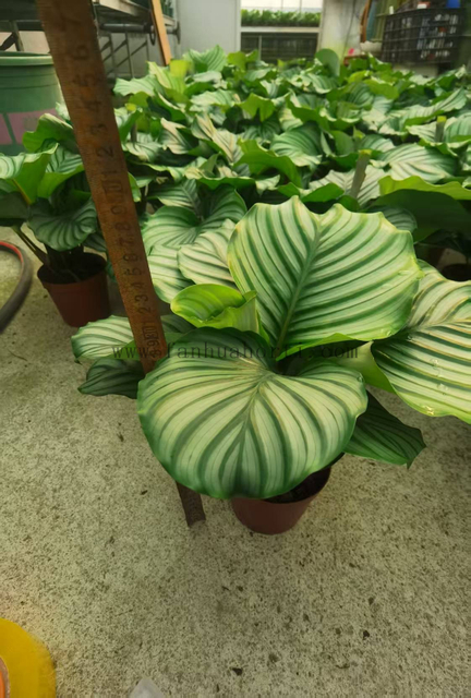 Orbifolia calathea