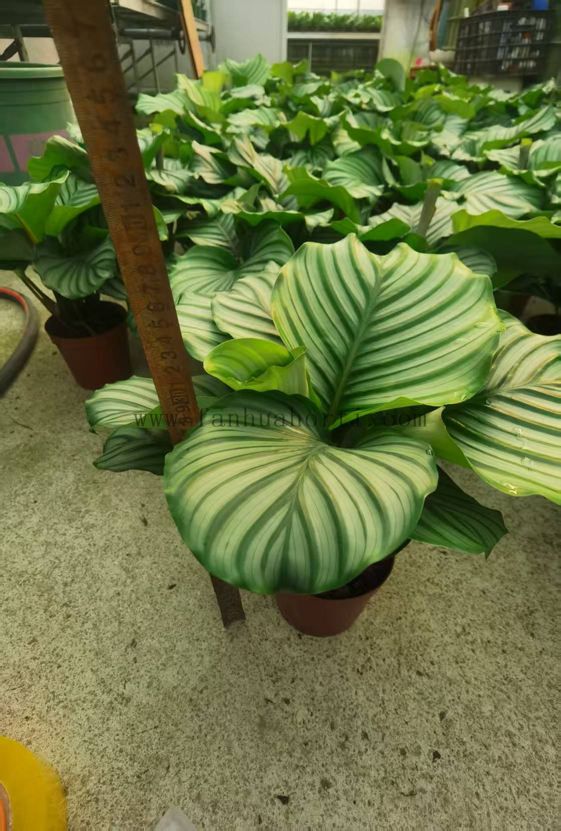 Orbifolia calathea