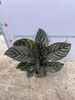 Sanderana Calathea