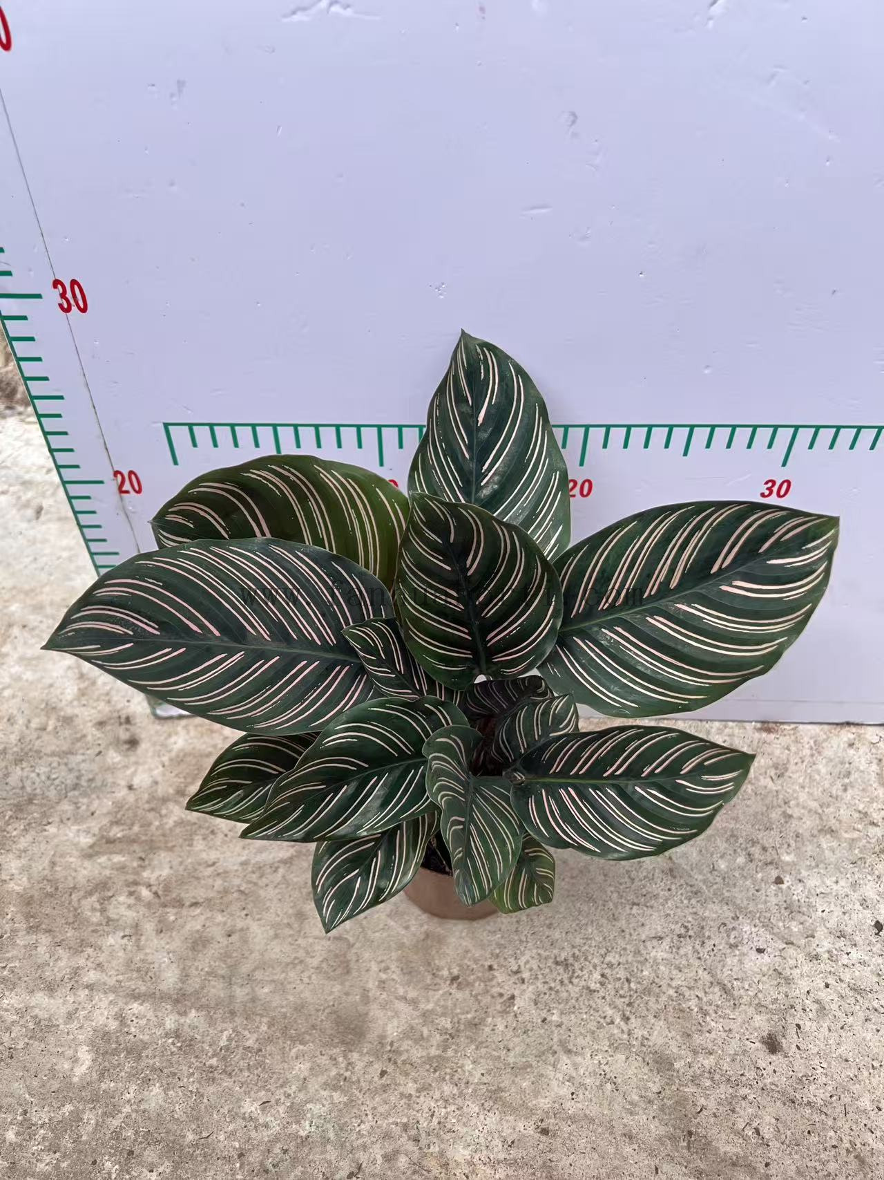 Sanderana Calathea