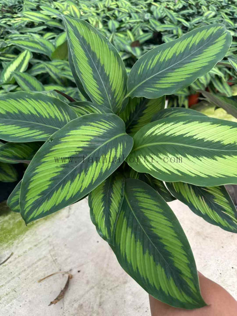 Beautiful Star Calathea