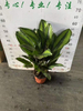 Beautiful Star Calathea