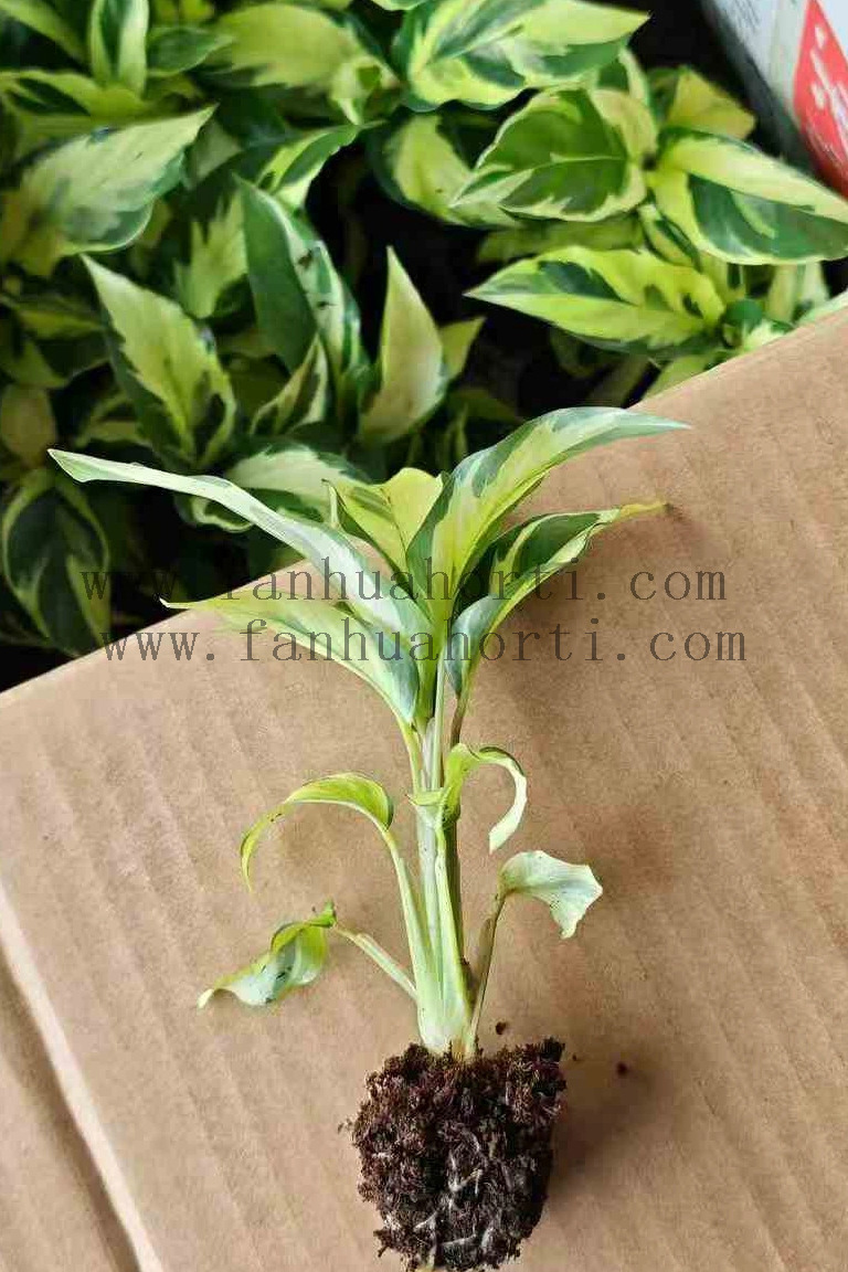 Thai Beauty Calathea