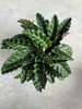 Velvet Glory Calathea