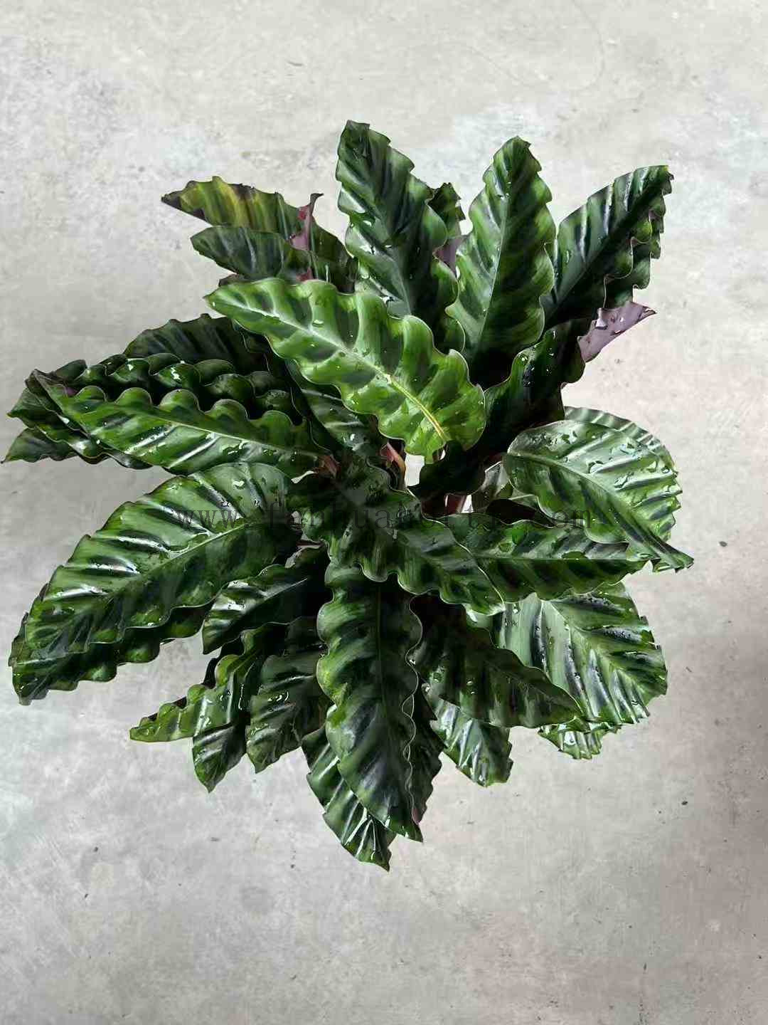 Velvet Glory Calathea