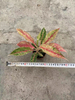 Starshining Aglaonema