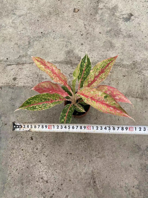 Starshining Aglaonema