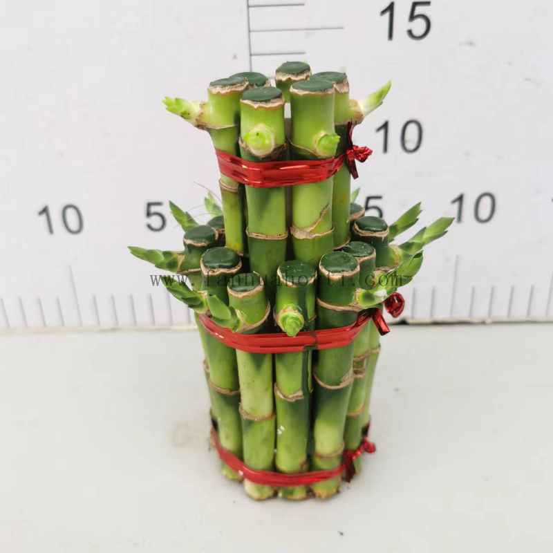 Large 2 layers lucky bamboo 