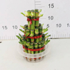 small 3 layers lucky bamboo 