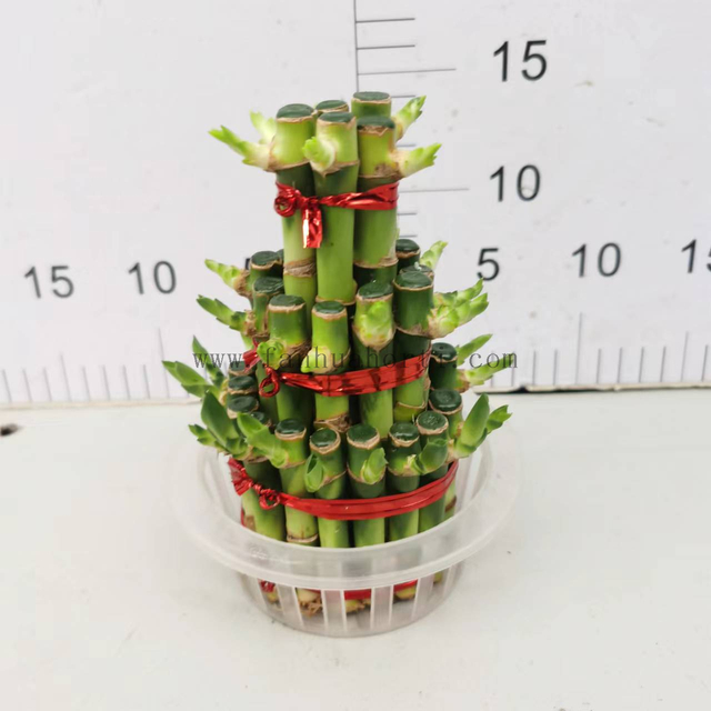 small 3 layers lucky bamboo 