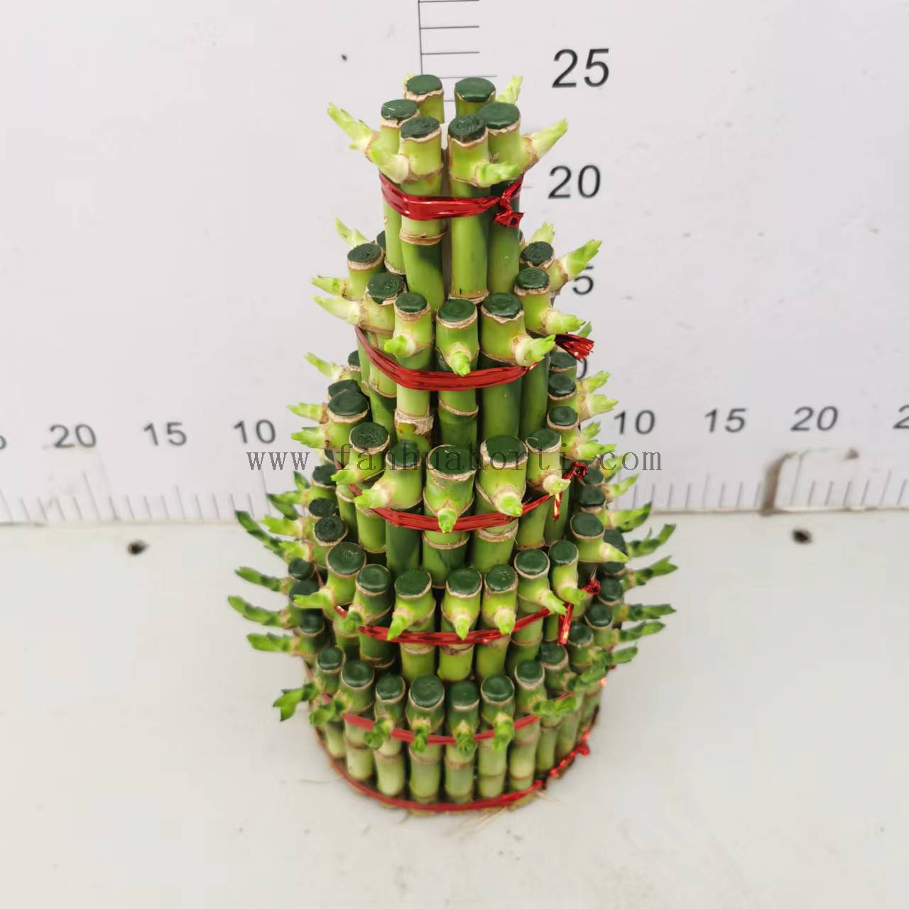 Large 5 layers lucky bamboo 