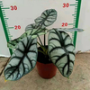 Alocasia