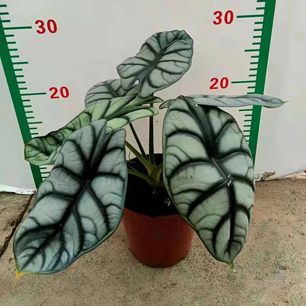 Alocasia