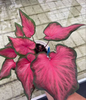 Caladium desert sunset