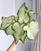 Caladium caroline tree plum gingeread sequence white column princess castle annie