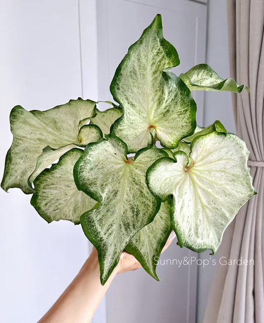 Caladium caroline tree plum gingeread sequence white column princess castle annie
