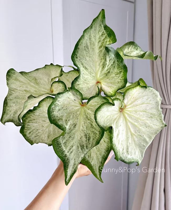 Caladium caroline tree plum gingeread sequence white column princess castle annie