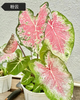 Caladium red moonlight peri mew sakura freckle Pink cloud bicolor Pink summer