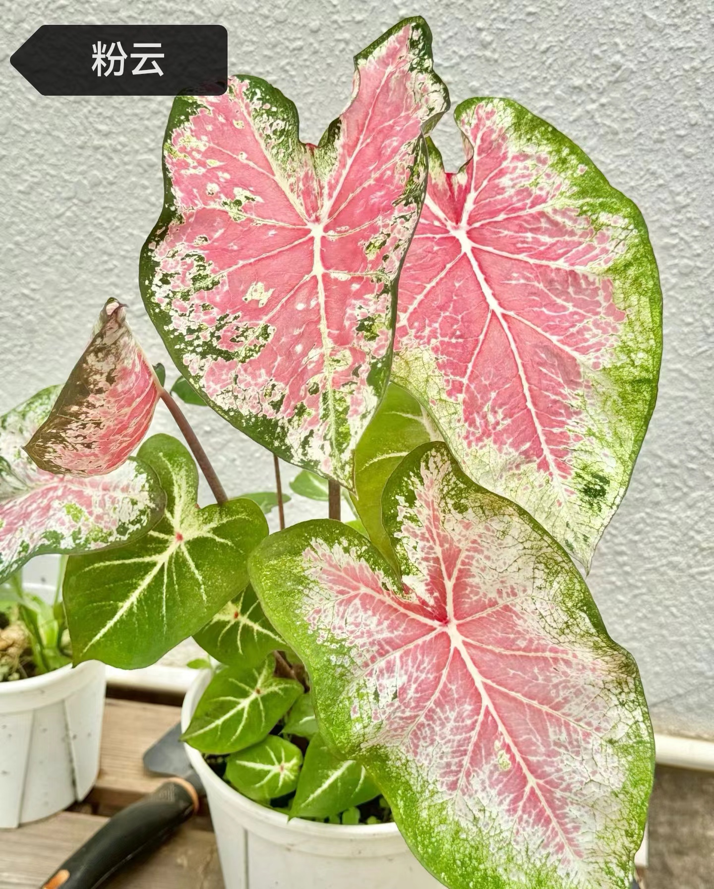 Caladium red moonlight peri mew sakura freckle Pink cloud bicolor Pink summer