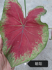 Caladium Facing Sun Firemen Red Wine Cherry Aquaman Wave Bicolor Blushing Bride