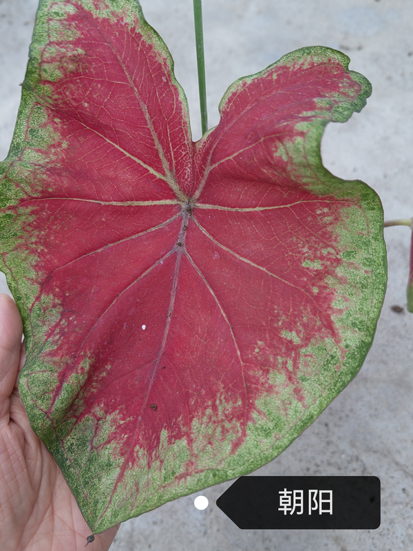 Caladium Facing Sun Firemen Red Wine Cherry Aquaman Wave Bicolor Blushing Bride