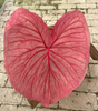 Caladium Facing Sun Firemen Red Wine Cherry Aquaman Wave Bicolor Blushing Bride