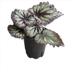 Begonia 'Fireworks' 0.3G YANHUO