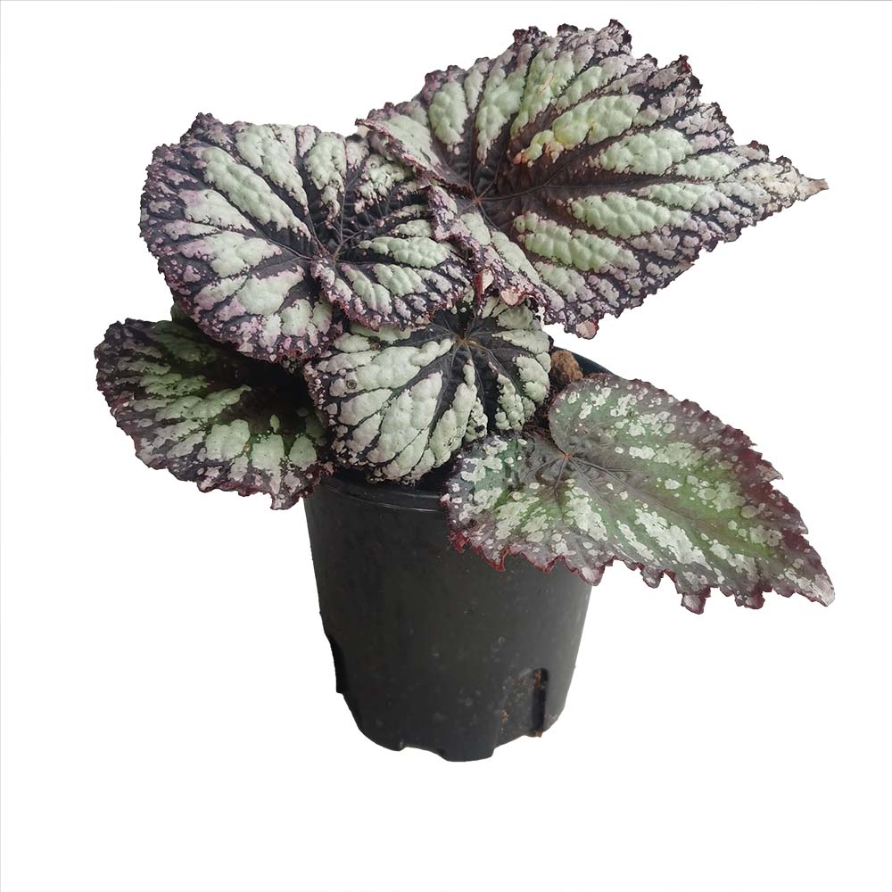 Begonia 'Fireworks' 0.3G YANHUO