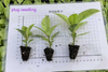 Shivereana Ficus