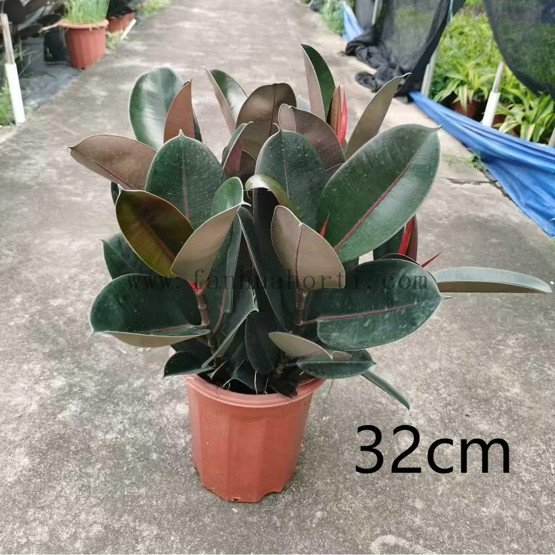 Burgundy Ficus for indoor