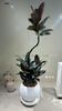Burgundy Ficus for indoor