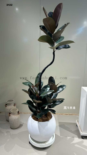 Burgundy Ficus for indoor
