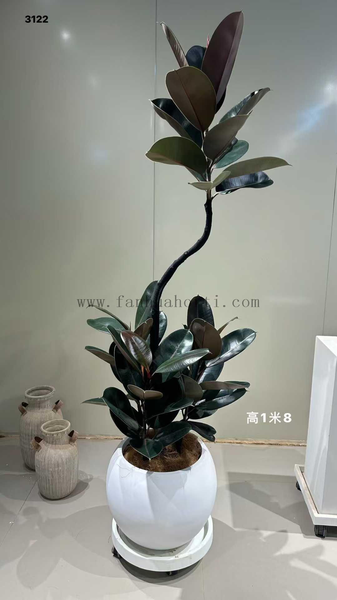Burgundy Ficus for indoor