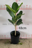 Audrey Ficus 