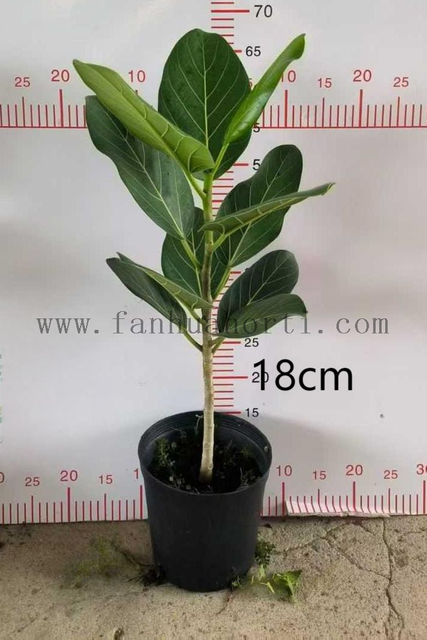 Audrey Ficus 