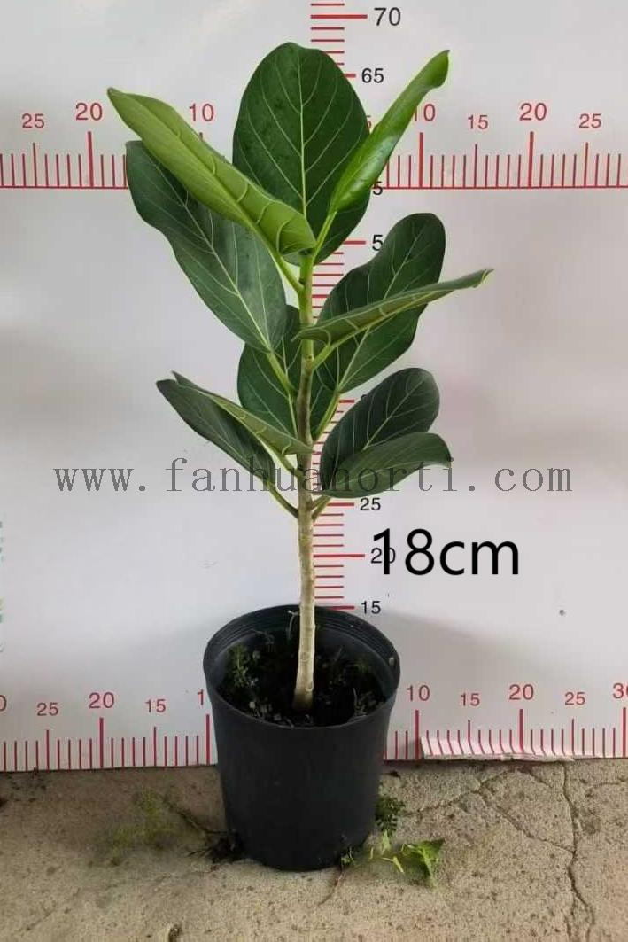 Audrey Ficus 