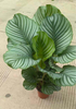 Calathea Orbifolia