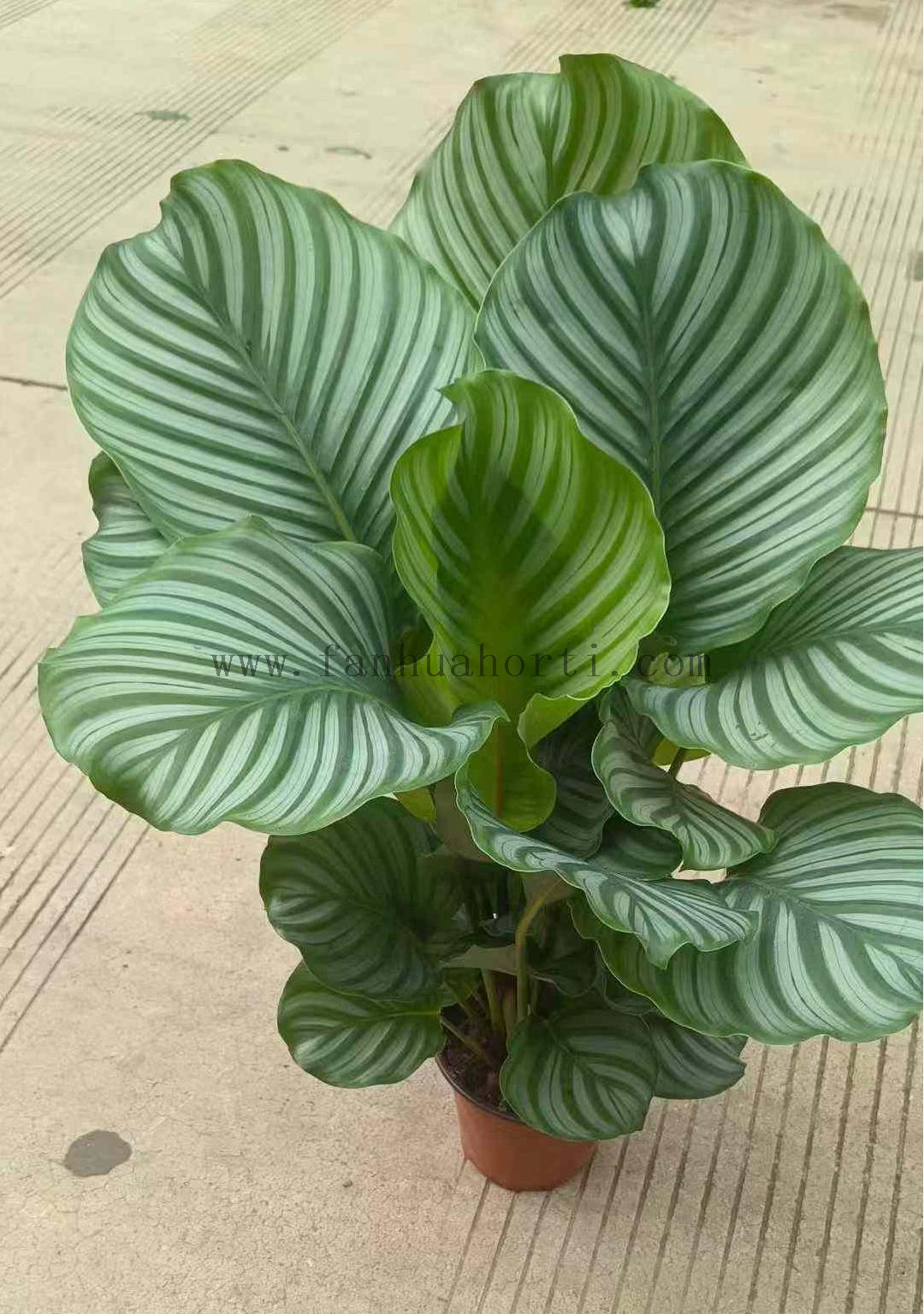 Calathea Orbifolia