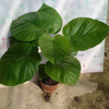 Umbellata Ficus for indoor