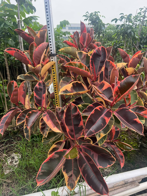Ruby Ficus 