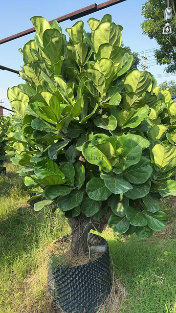 Lyrata Ficus for Indoor