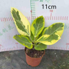  Altissima Ficus 