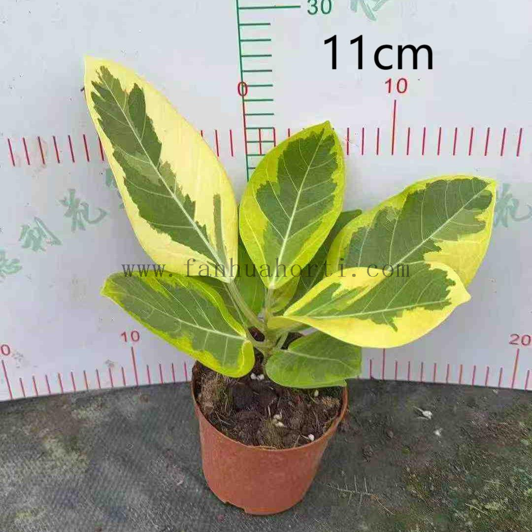  Altissima Ficus 