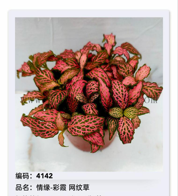 Fittonia 80#