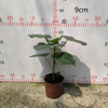 Petiolaris Ficus